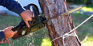 How Our Tree Care Process Works  in  Medford, WI