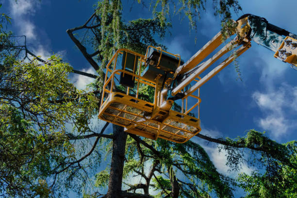 Reliable Medford, WI Tree Care Services Solutions